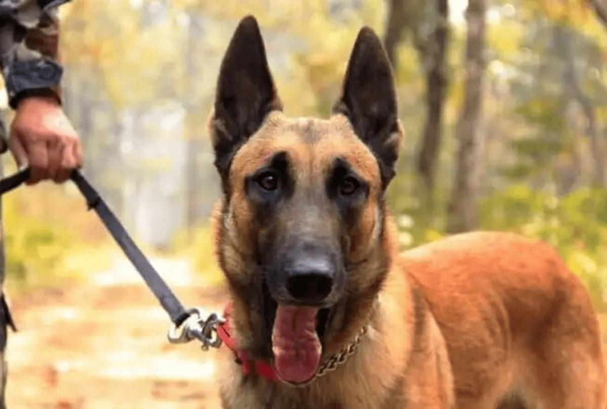 cane scappato a Guidonia (foto dei Sostenitori Della Polizia di Stato)