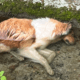 collie morto per i botti