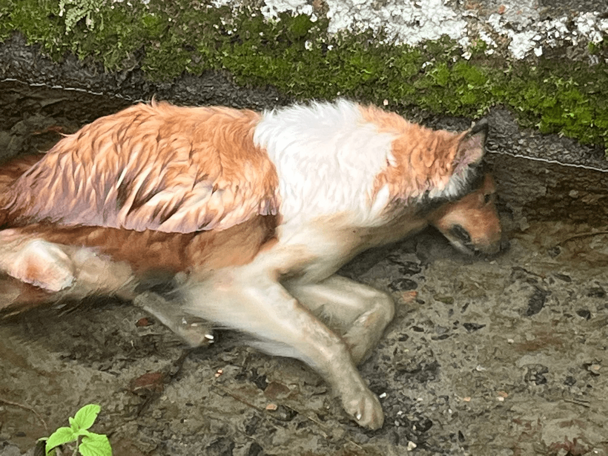 collie morto per i botti