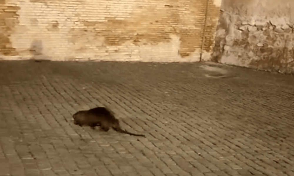 nutria castel sant'angelo