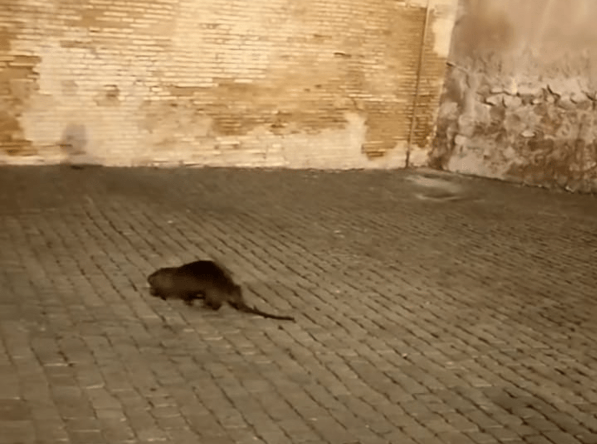 nutria castel sant'angelo