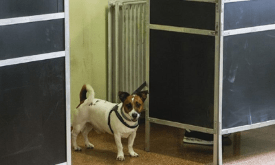 Le elezioni regionali nel Lazio e in Lombardia sono alle porte. Votare con il cane si può? Le indicazioni dell'Oipa