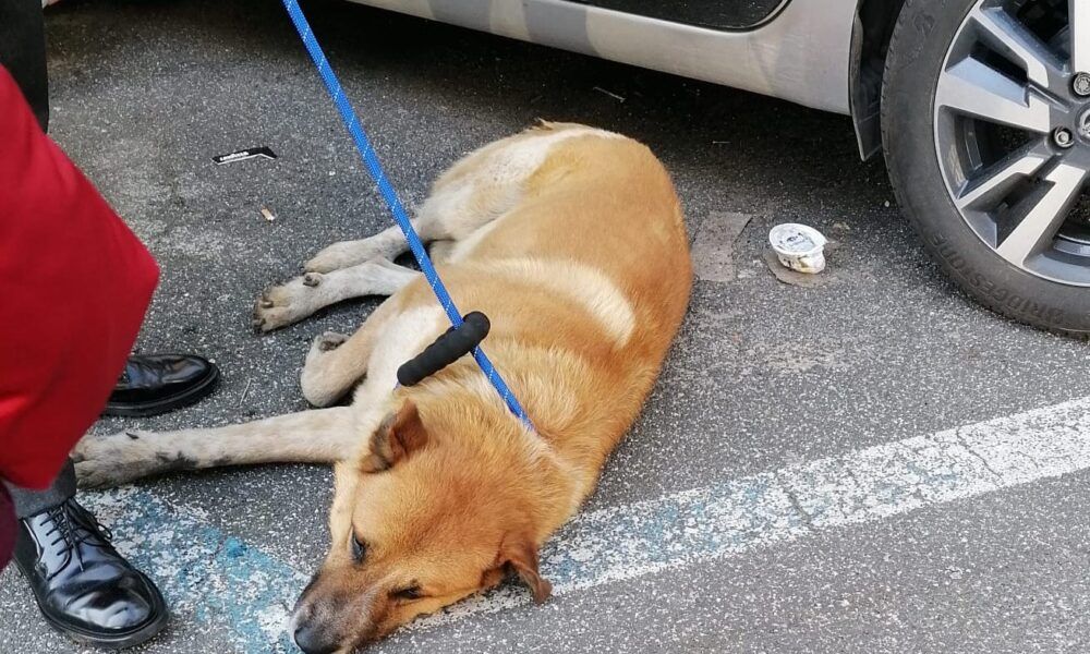 Cane conca d'oro