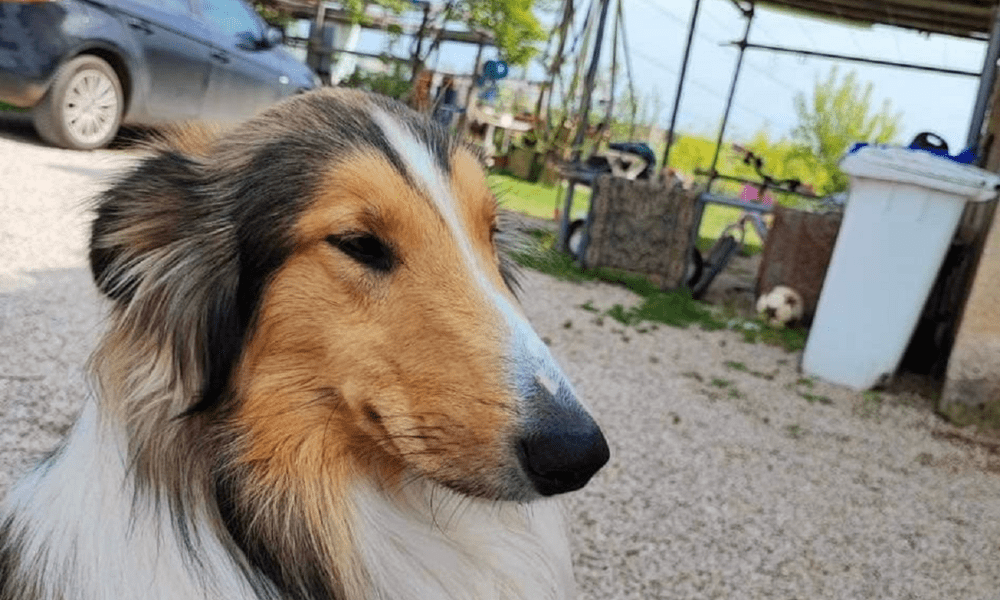 Cane scomparso a Cisterna, ricompensa di 3mila euro per chi lo ritrova