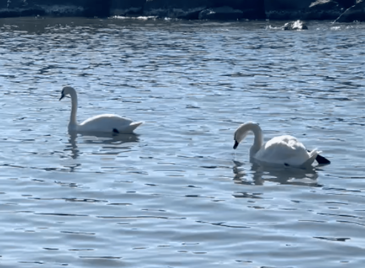 Cigni Fiumicino