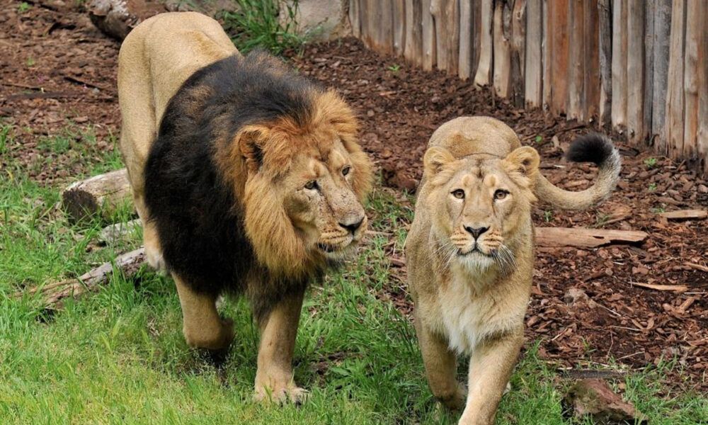 Leone Bioparco di Roma