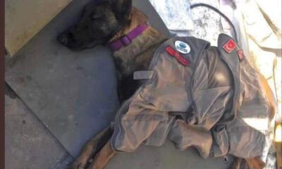 Proteo, cane morto in Turchia dopo due giorni di lavoro