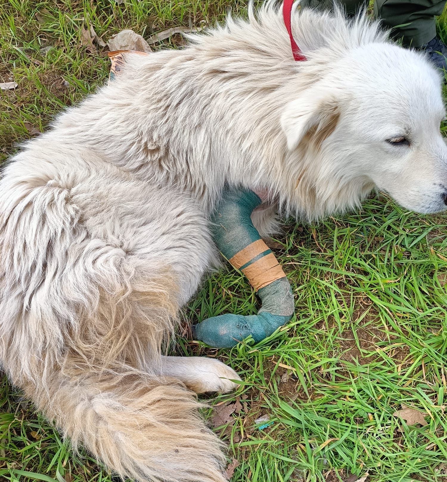 cane abbandonato ad Anzio