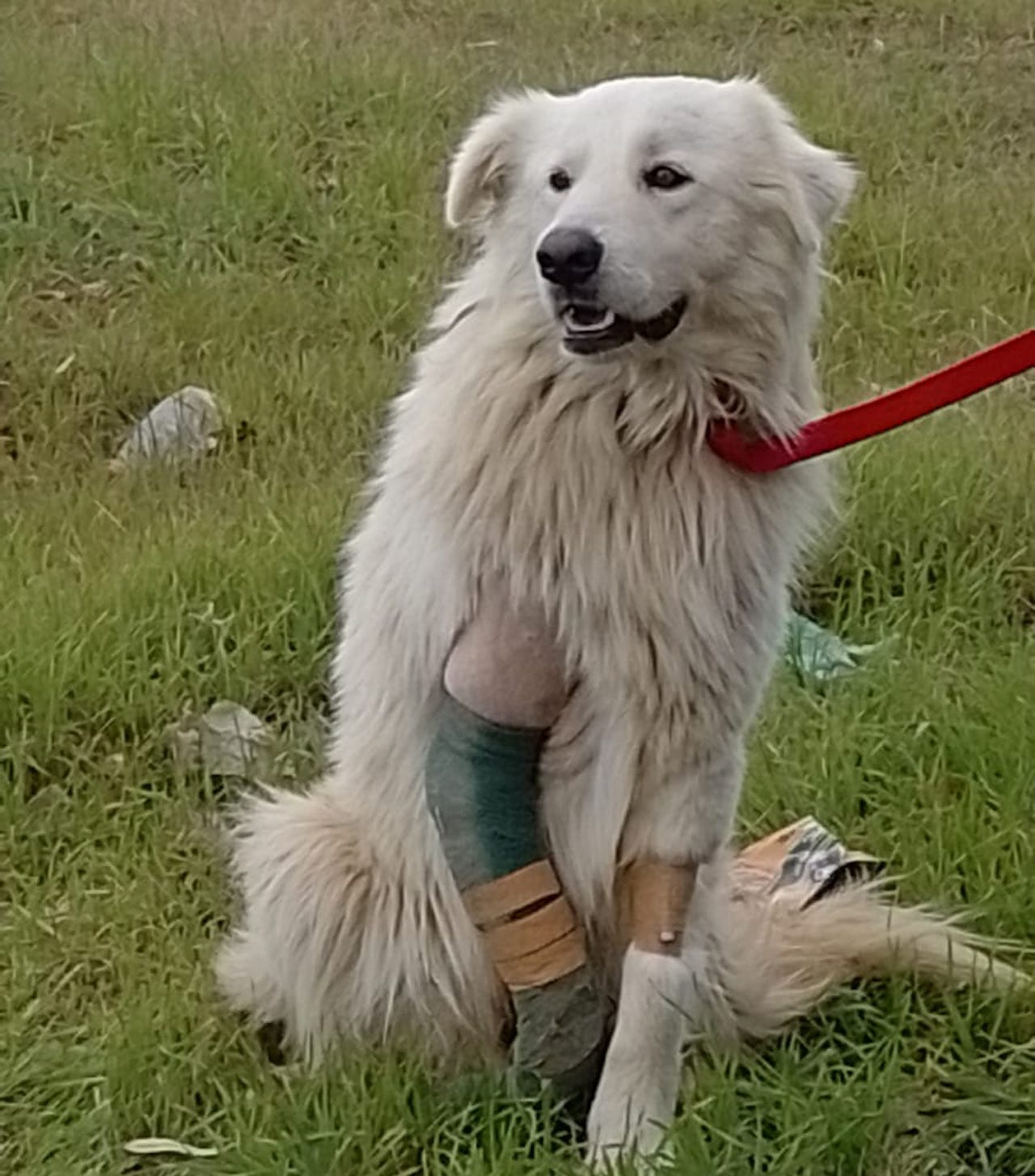 cane abbandonato ad Anzio