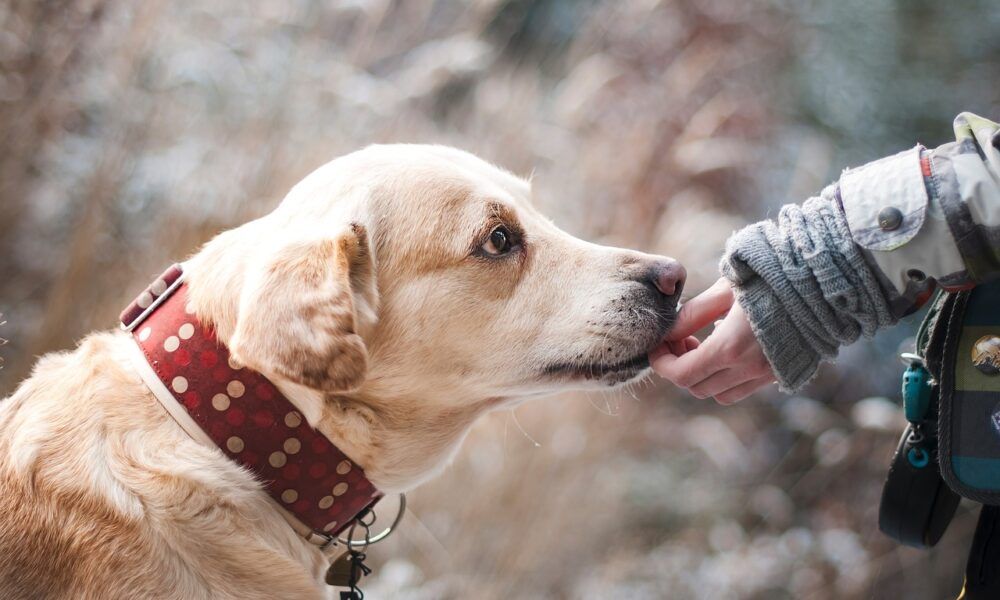 Cane al guinzaglio