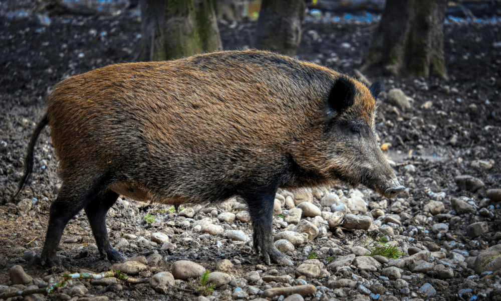 cinghiale