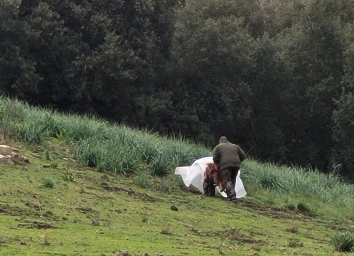 pecora uccisa a colpi di bastone a Monte Mario