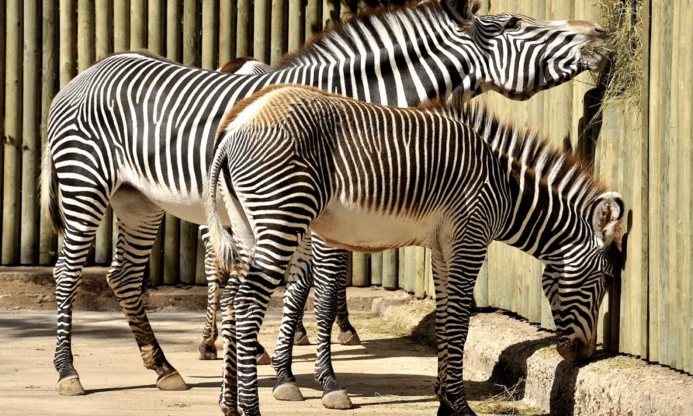zebre bioparco roma