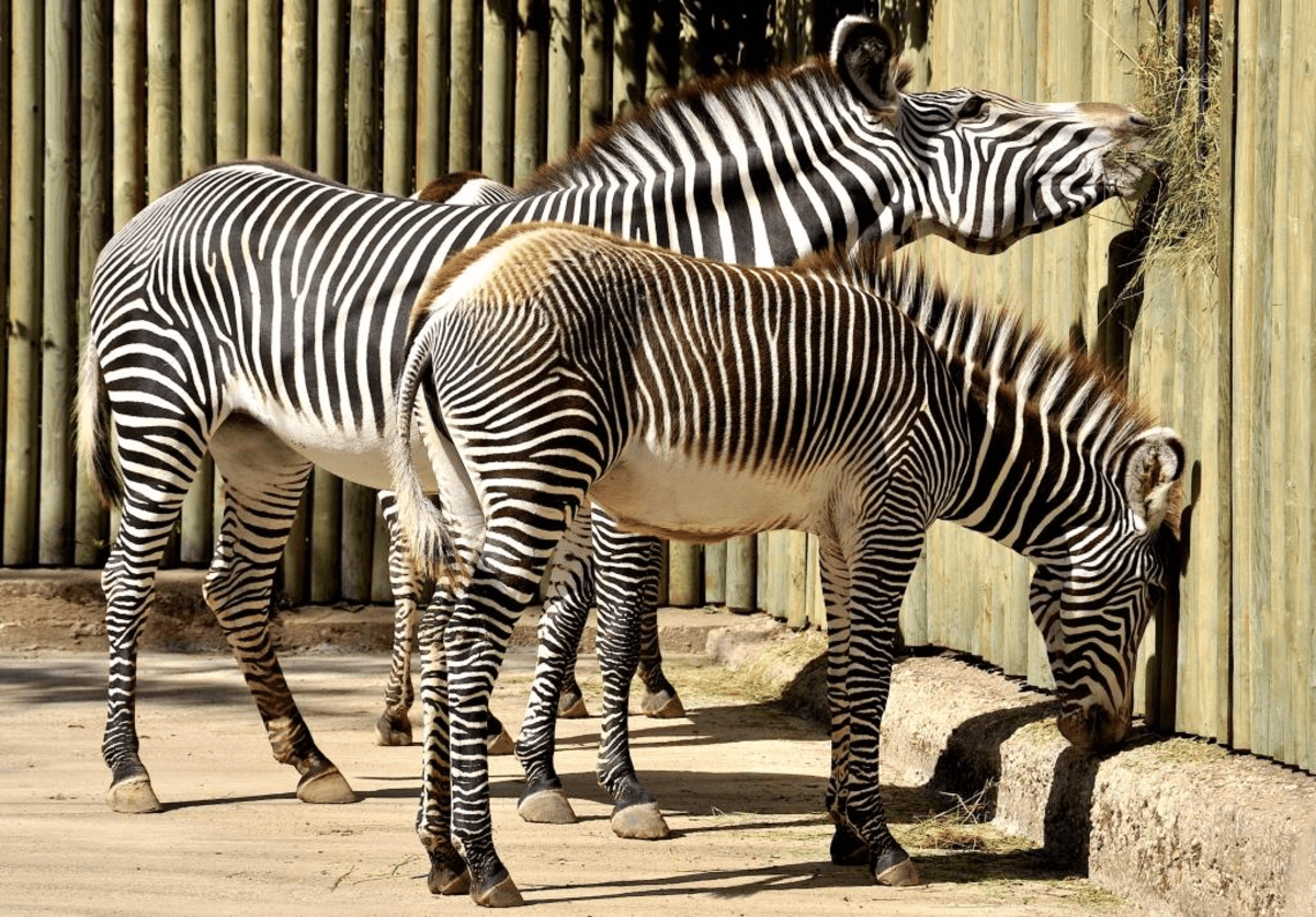 zebre bioparco roma