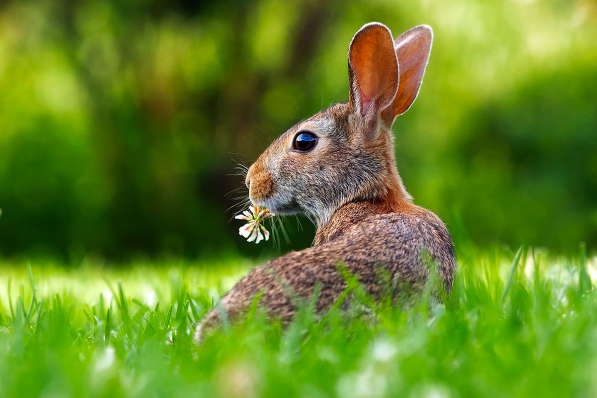 Auguri Buona Pasqua