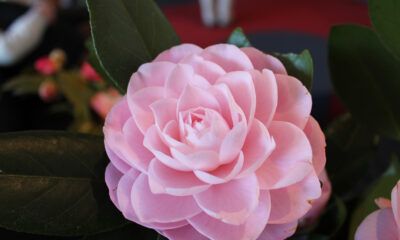 Camelia