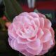 Camelia