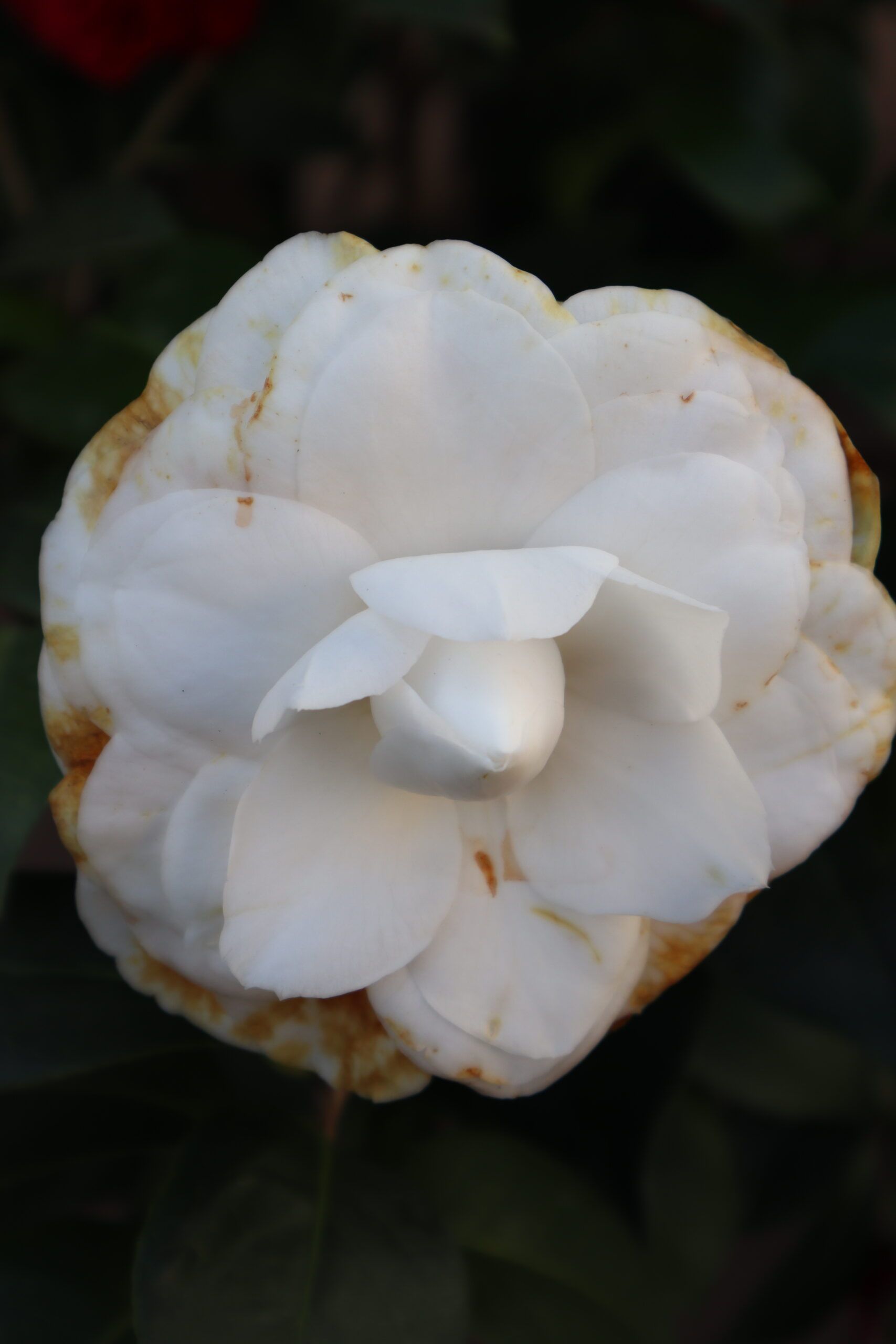 Camelia Bianca