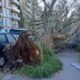 albero caduto a Conca d'oro, colpite tre auto