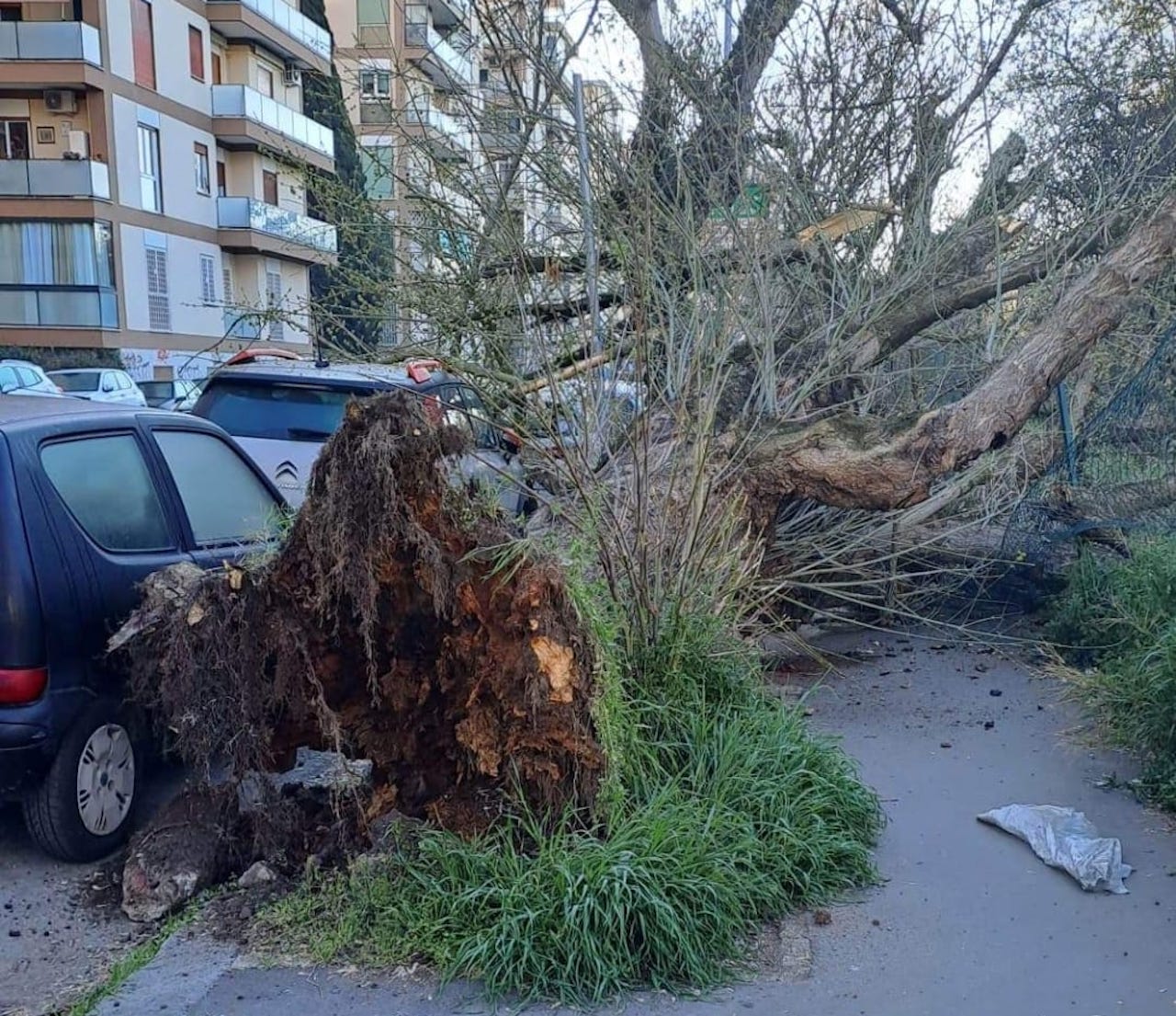 albero caduto a Conca d'oro, colpite tre auto