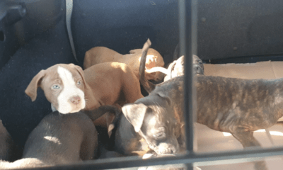 cagnolini abbandonati pontina