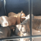 cagnolini abbandonati pontina