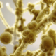 candida auris