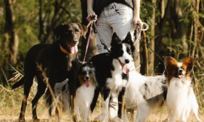 giardini per cani a Roma