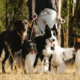 giardini per cani a Roma