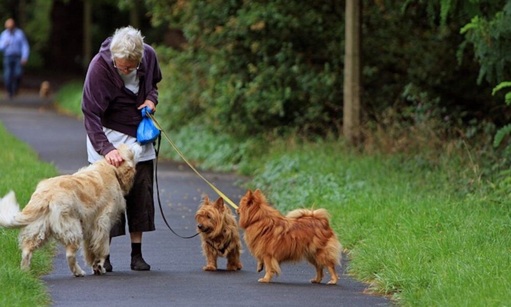 cani e anziana