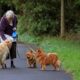 cani e anziana