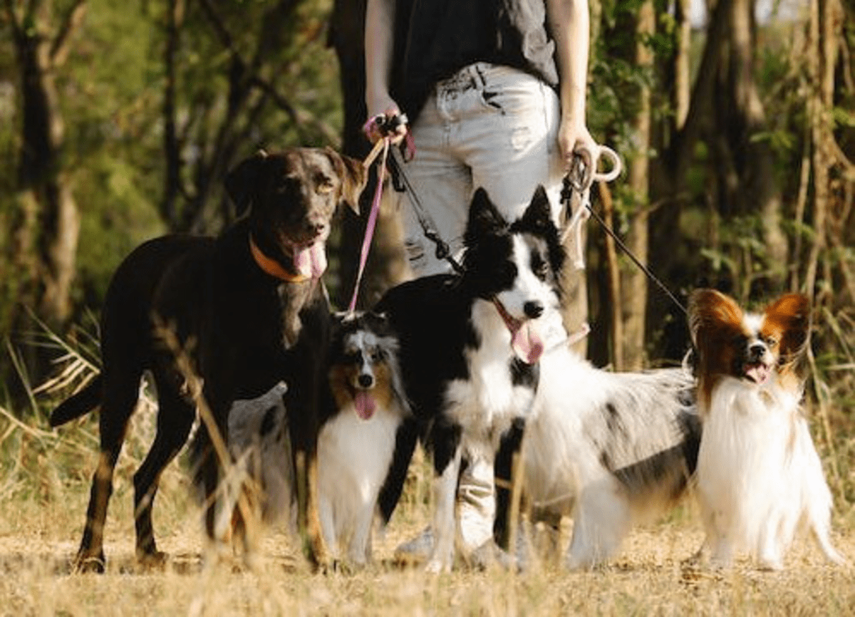 giardini per cani a Roma