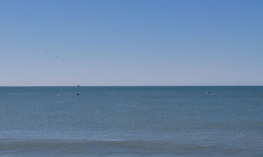 Delfini Ostia