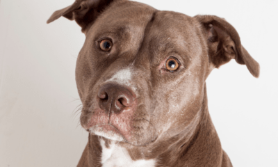 pitbull