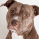 pitbull
