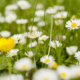 primavera