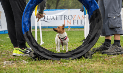 quattrozampeinfiera