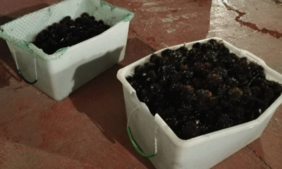 ricci sequestrati santa marinella