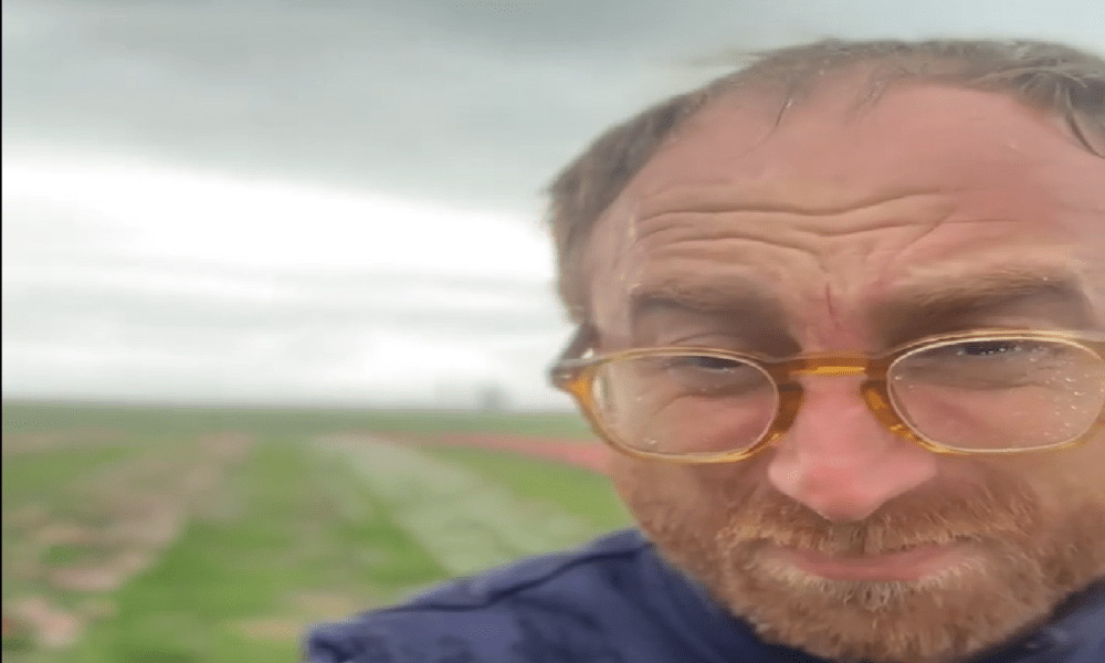 La grandine distrugge il campo di tulipani, l’imprenditore cade nel pianto e la disperazione La grandine distrugge il campo di tulipani, l’imprenditore cade nel pianto e la disperazione