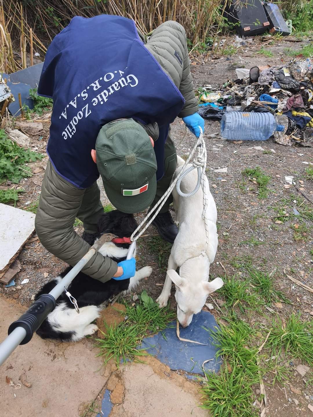 conigli e cani ritrovati in un accampamento abusivo