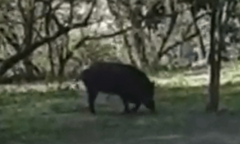 Cinghiale al Parco Vela di Casetta Mattei