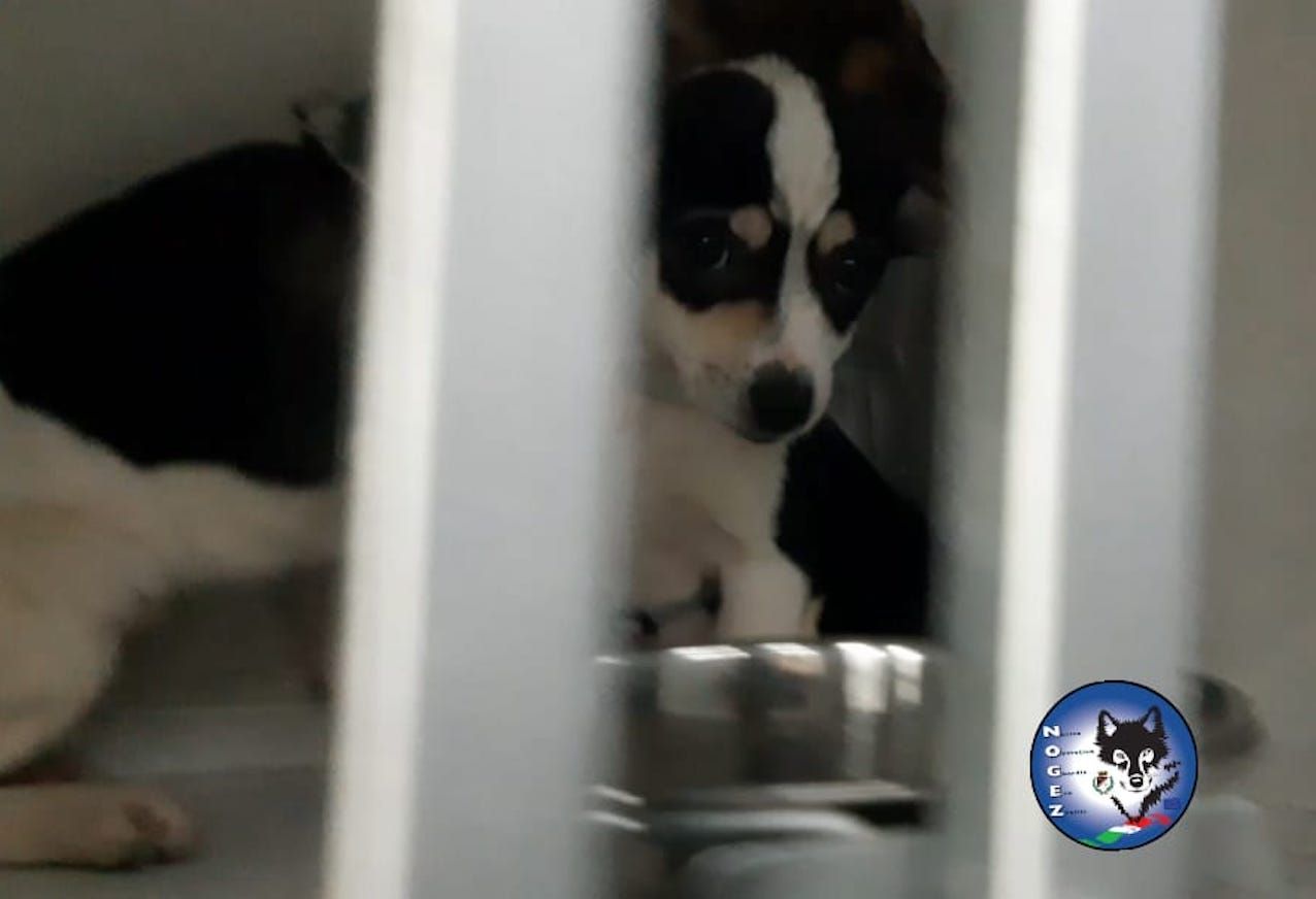 Traffici illeciti di animali: sequestrati nella notte 33 cuccioli di cane e 7 gatti alle porte di Roma