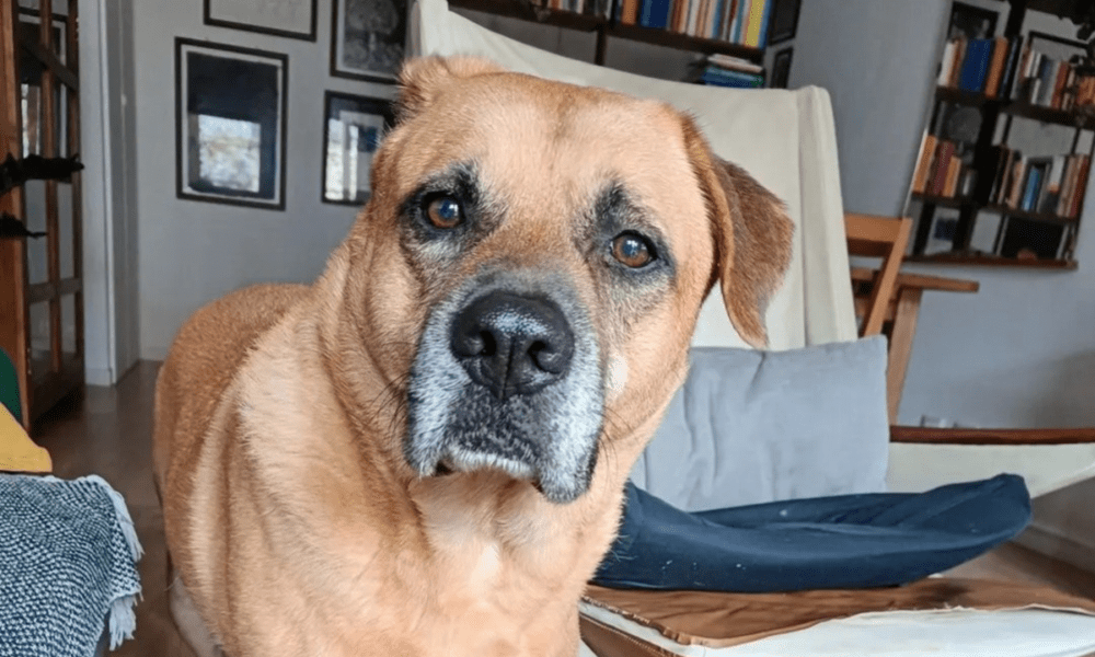 rubano l'auto con dentro il cane Duccio