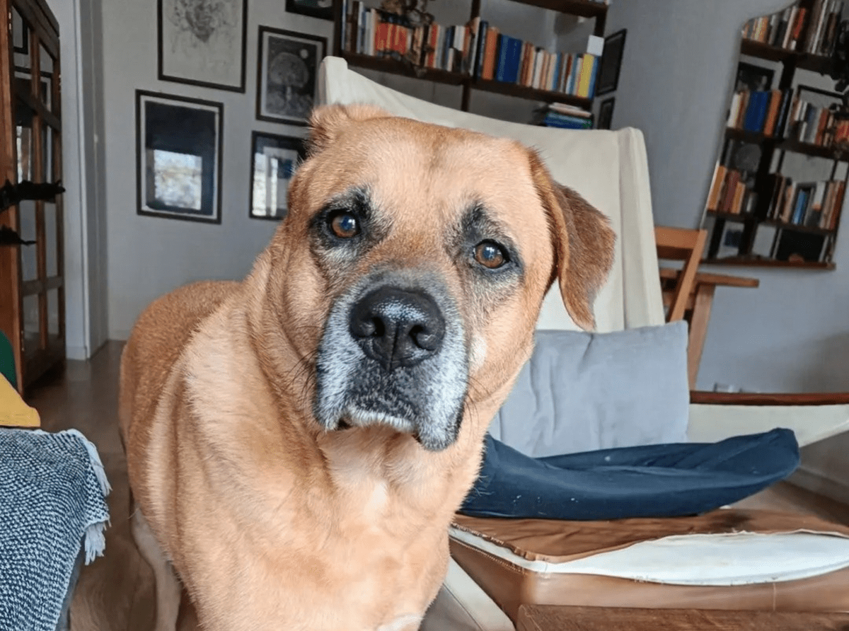 rubano l'auto con dentro il cane Duccio