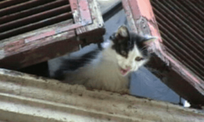 Serial killer dei gatti di via Lavinio