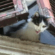 Serial killer dei gatti di via Lavinio