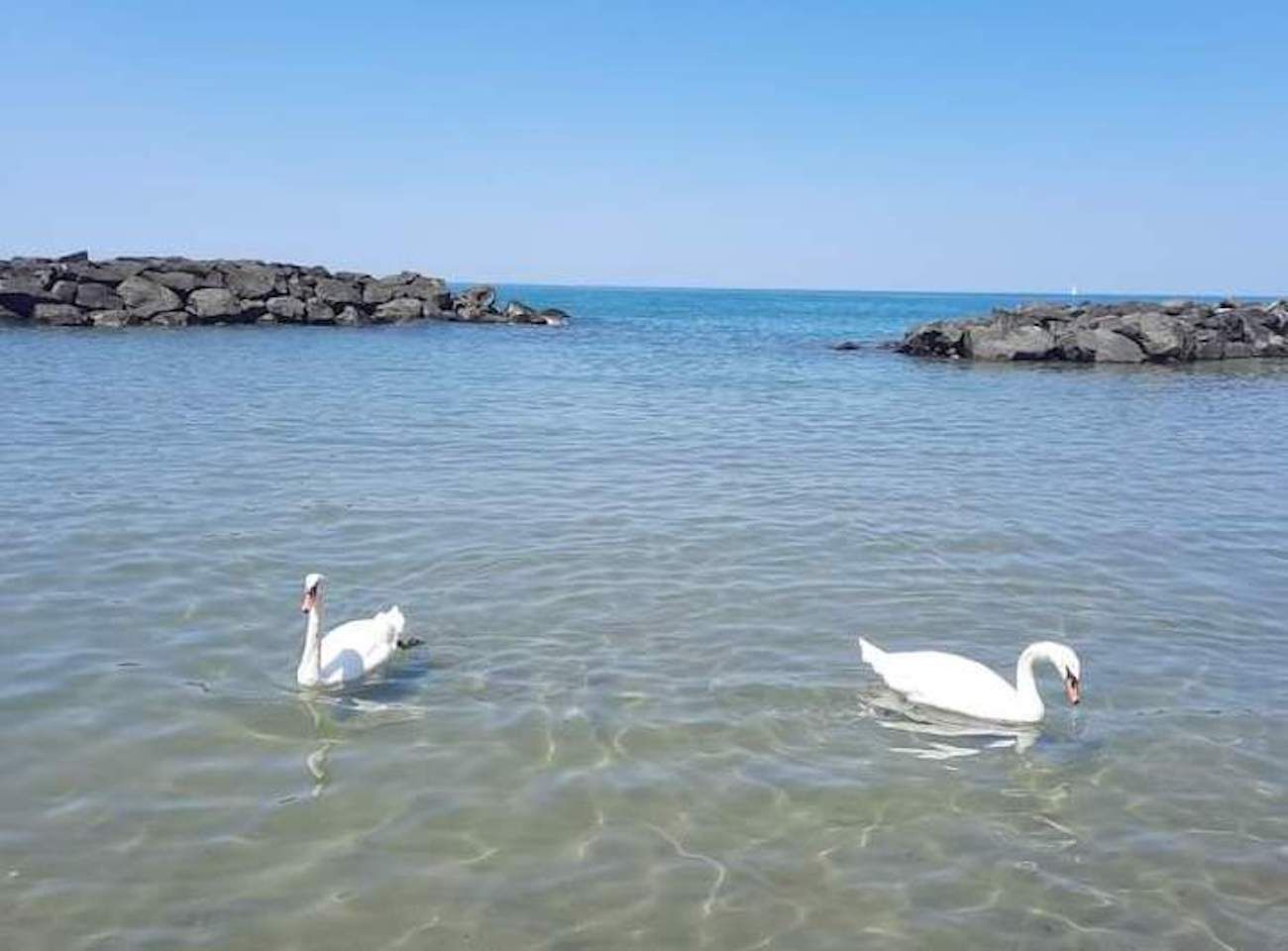 Cigni a Fiumicino