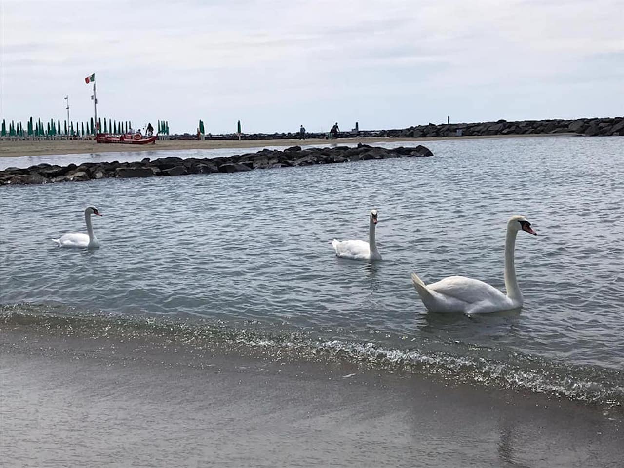 Cigni a Fiumicino