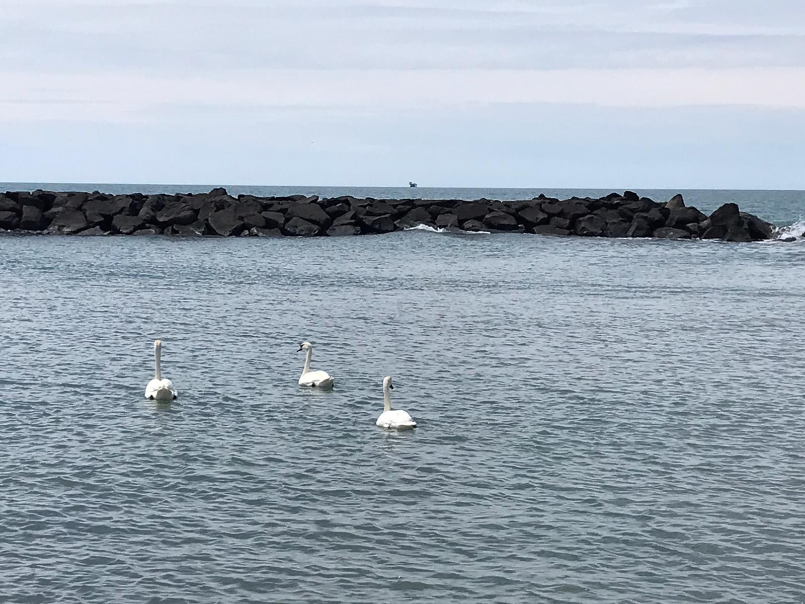 Cigni a Fiumicino