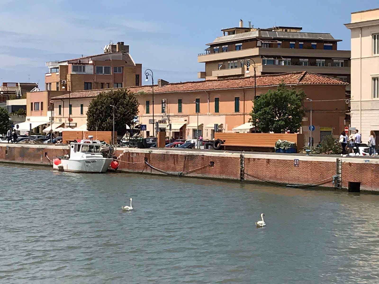 Cigni a Fiumicino